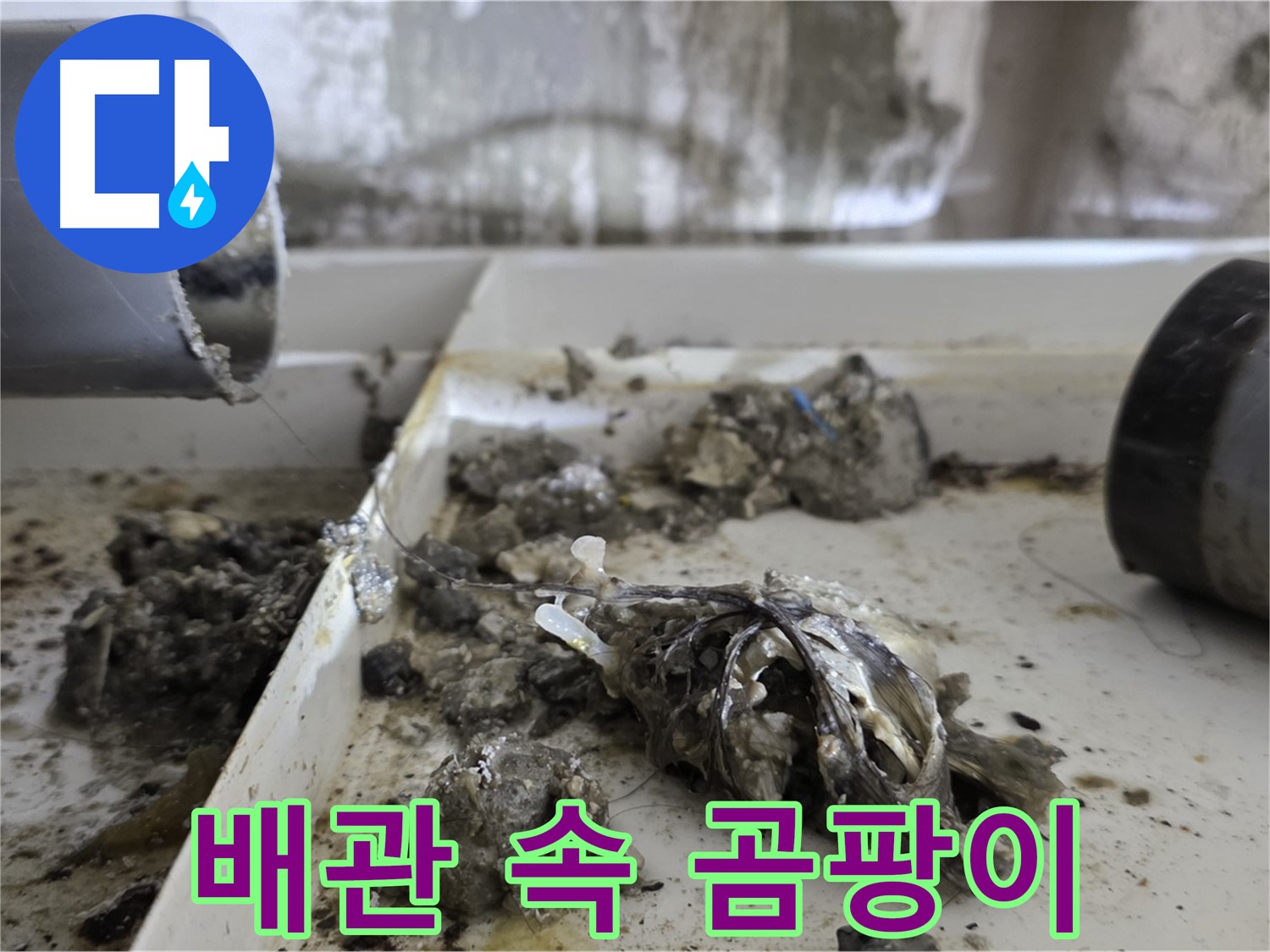 노원구 중계동 라이프청구신동아아파트 - 배관 속 곰팡이, 누수와 건강 위협