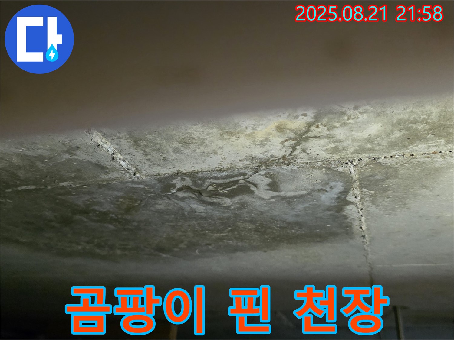 일산 하이파크 빌라 - 곰팡이가 심하게 핀 천장 누수 부위를 클로즈업하여 보여줍니다.