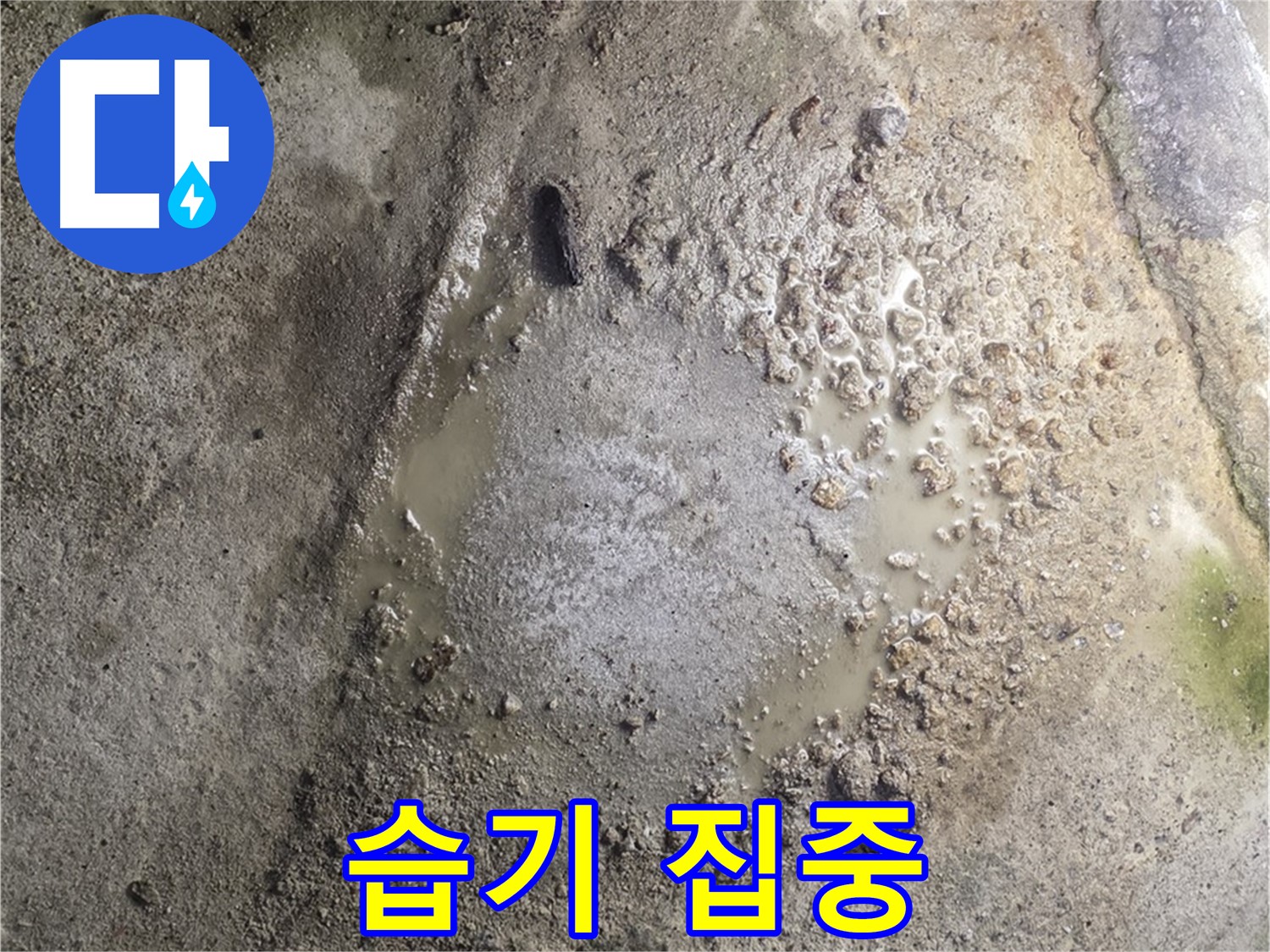 철원군 서면 와수리 누수 - 콘크리트 바닥에 습기가 집중된 곳은 누수 지점일 가능성이 높습니다 - 정밀 탐지가 필요합니다.