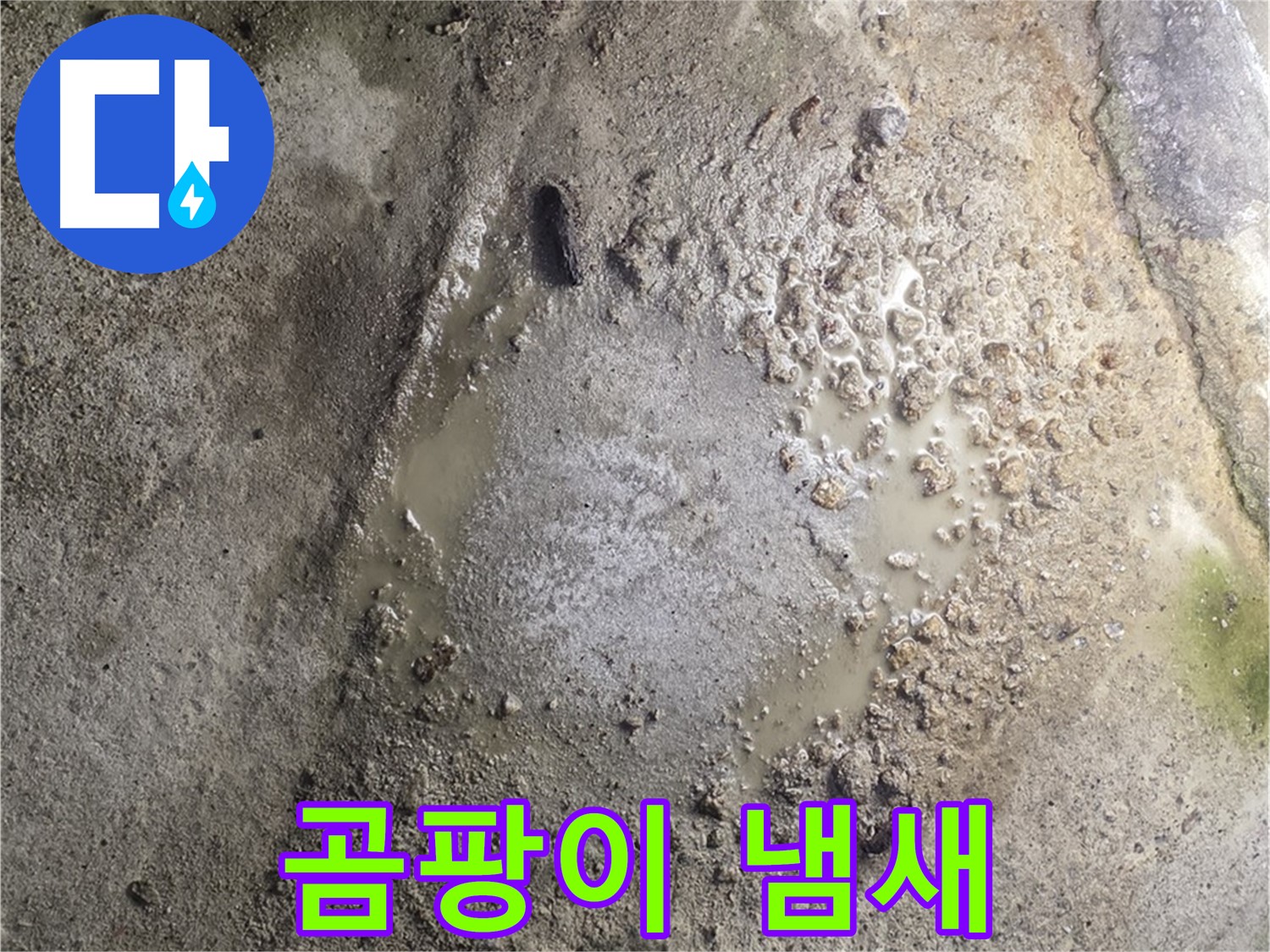 철원군 서면 와수리 누수 - 콘크리트 바닥에서 곰팡이 냄새가 나는 것은 누수로 인한 악취 발생을 의미합니다 - 건강에 해로울 수 있으니 주의하세요.