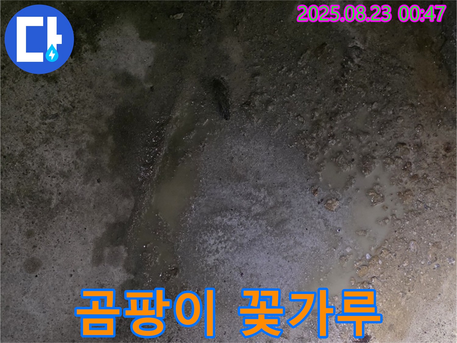 철원군 서면 와수리 누수 현장 - 콘크리트 바닥 습기 - 벽에 곰팡이가 꽃가루처럼 퍼지고 있습니다 - 건강에 매우 해로울 수 있습니다.