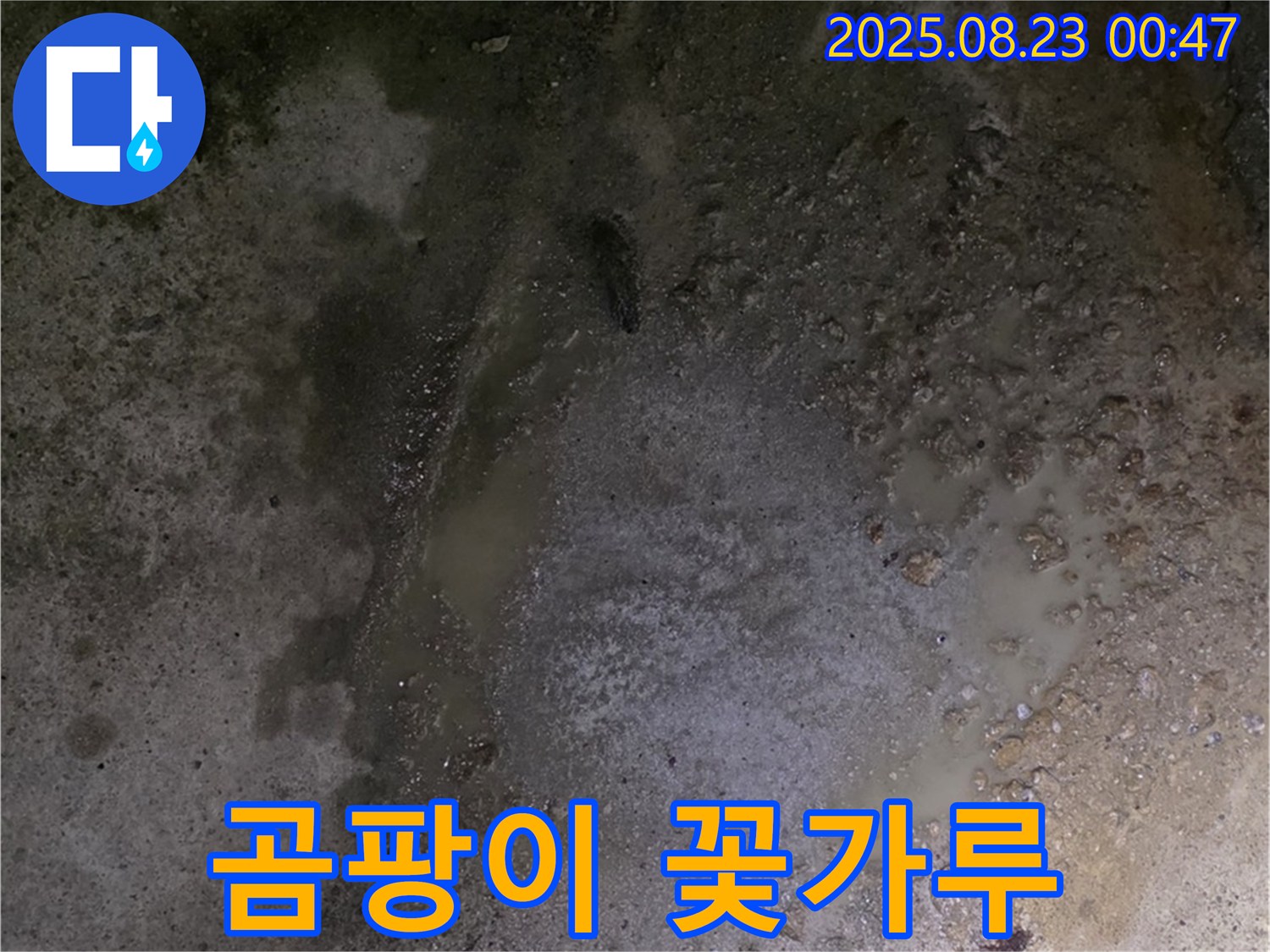 철원군 서면 와수리 누수 현장 - 콘크리트 바닥 습기 - 벽에 곰팡이가 꽃가루처럼 퍼지고 있습니다 - 건강에 매우 해로울 수 있습니다.