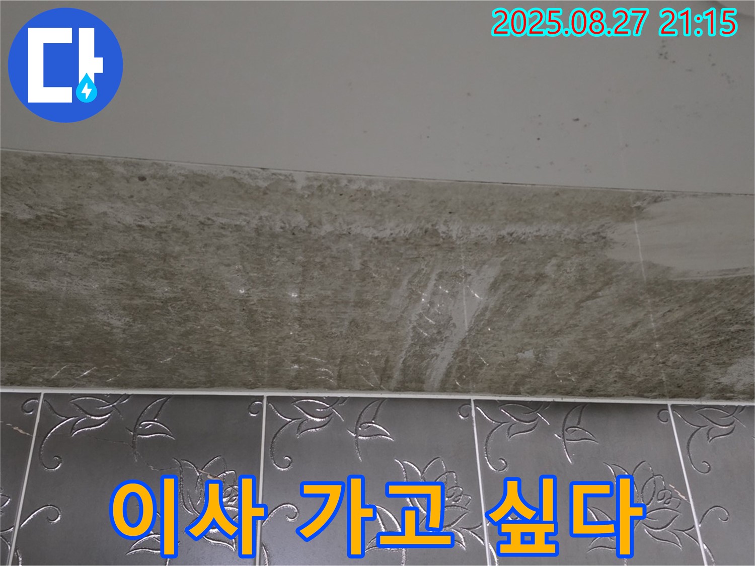 산운로 곰팡이 - 곰팡이, 이사 가고 싶어!