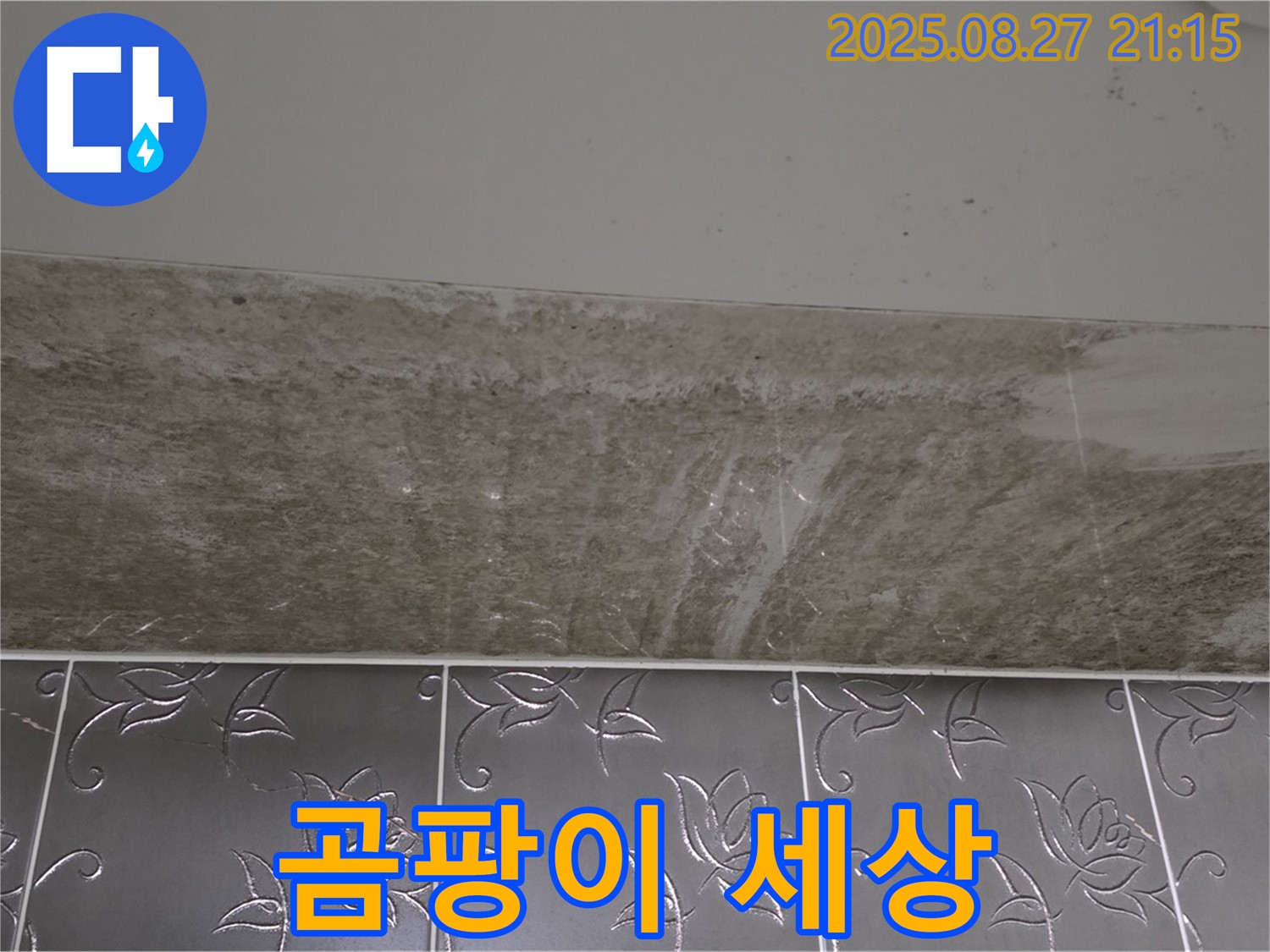 산운마을 6단지 곰팡이 - 곰팡이, 완전 곰팡이 세상!