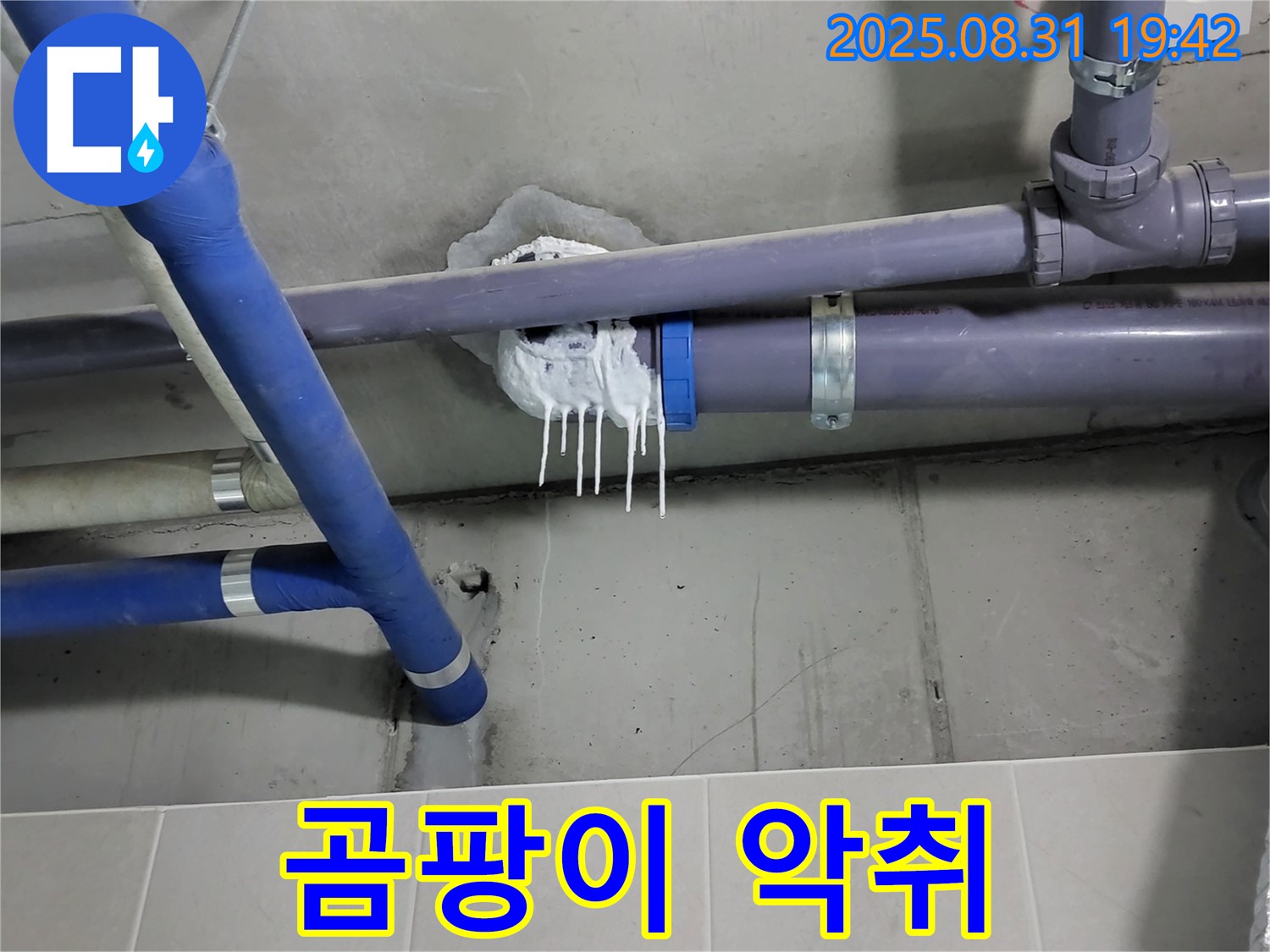 성남 분당 운중동 산운로 주택 욕실 누수 - 핀 시공 주변 곰팡이 및 악취 심화 확인