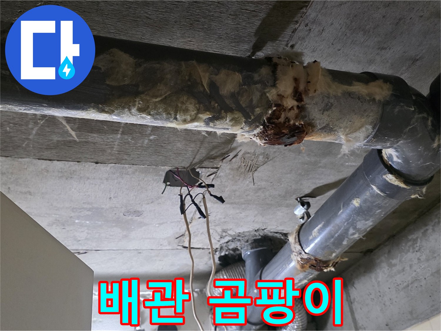 신사동 새절역현대아파트 누수 - 오수 배관 곰팡이 발생