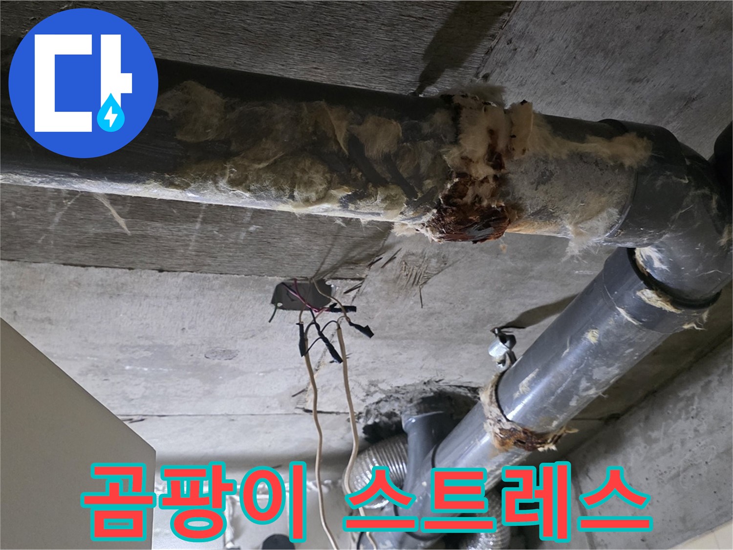 신사동 현대아파트 누수 - 곰팡이와 함께 오수 배관 연결부 똑똑 떨어지는 누수 - 스트레스 해소