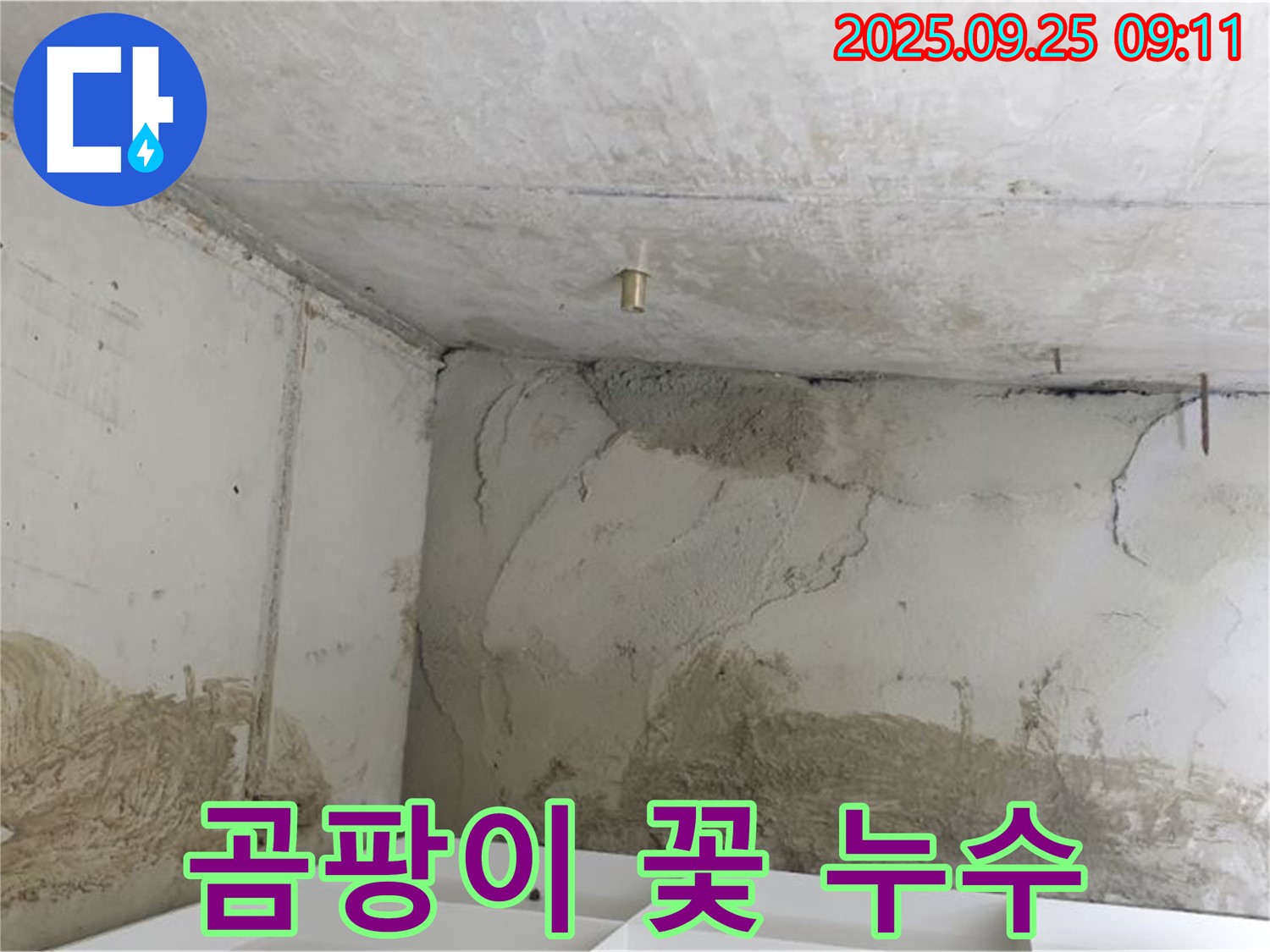 양주시 백석읍 연곡리 누수 - 곰팡이 꽃 - 건강 위협