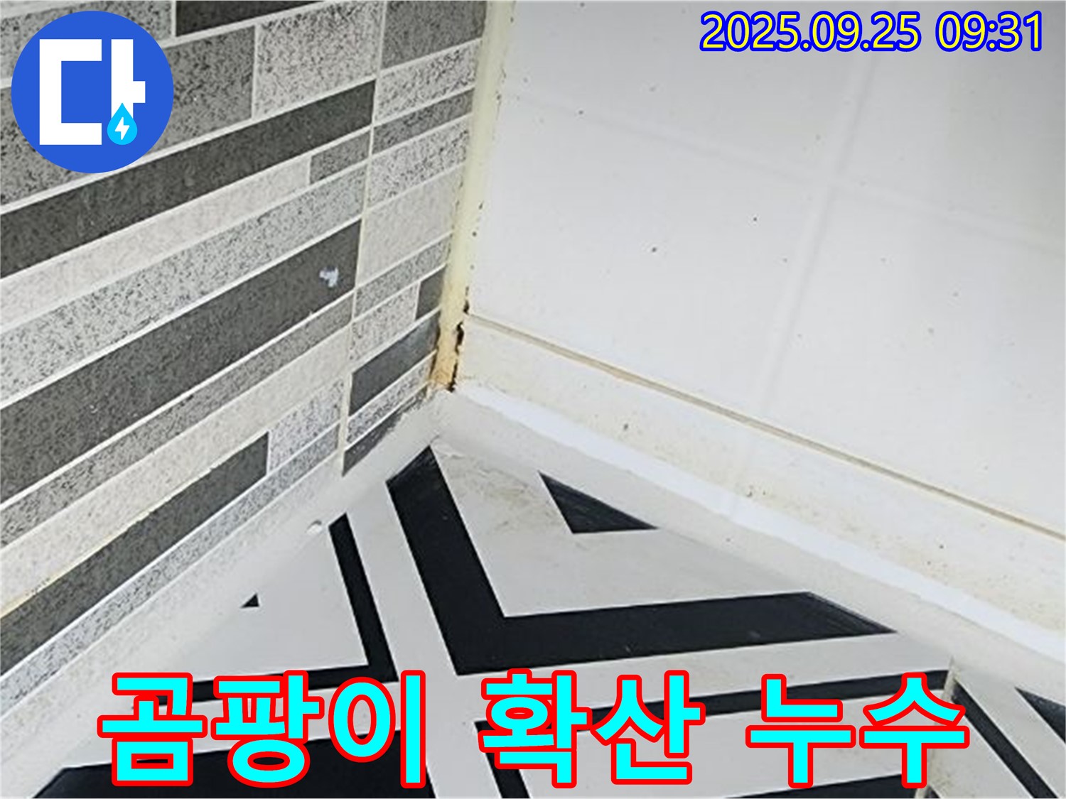 양주시 백석 - 곰팡이가 욕실에서 집 전체로 확산되는 모습 - 곰팡이 확산의 위험성