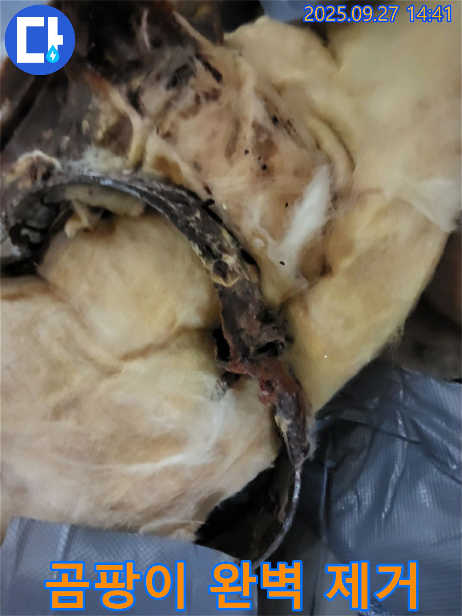 곰팡이 - 누수 탐지부터 완벽 제거까지 - 광적면 광석리 누수