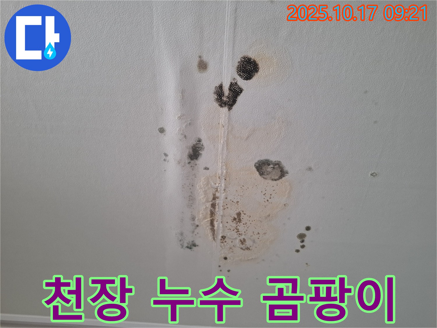 분당 삼평동 아파트 천장 누수 - 곰팡이 발생으로 인한 누수 피해 현장입니다.