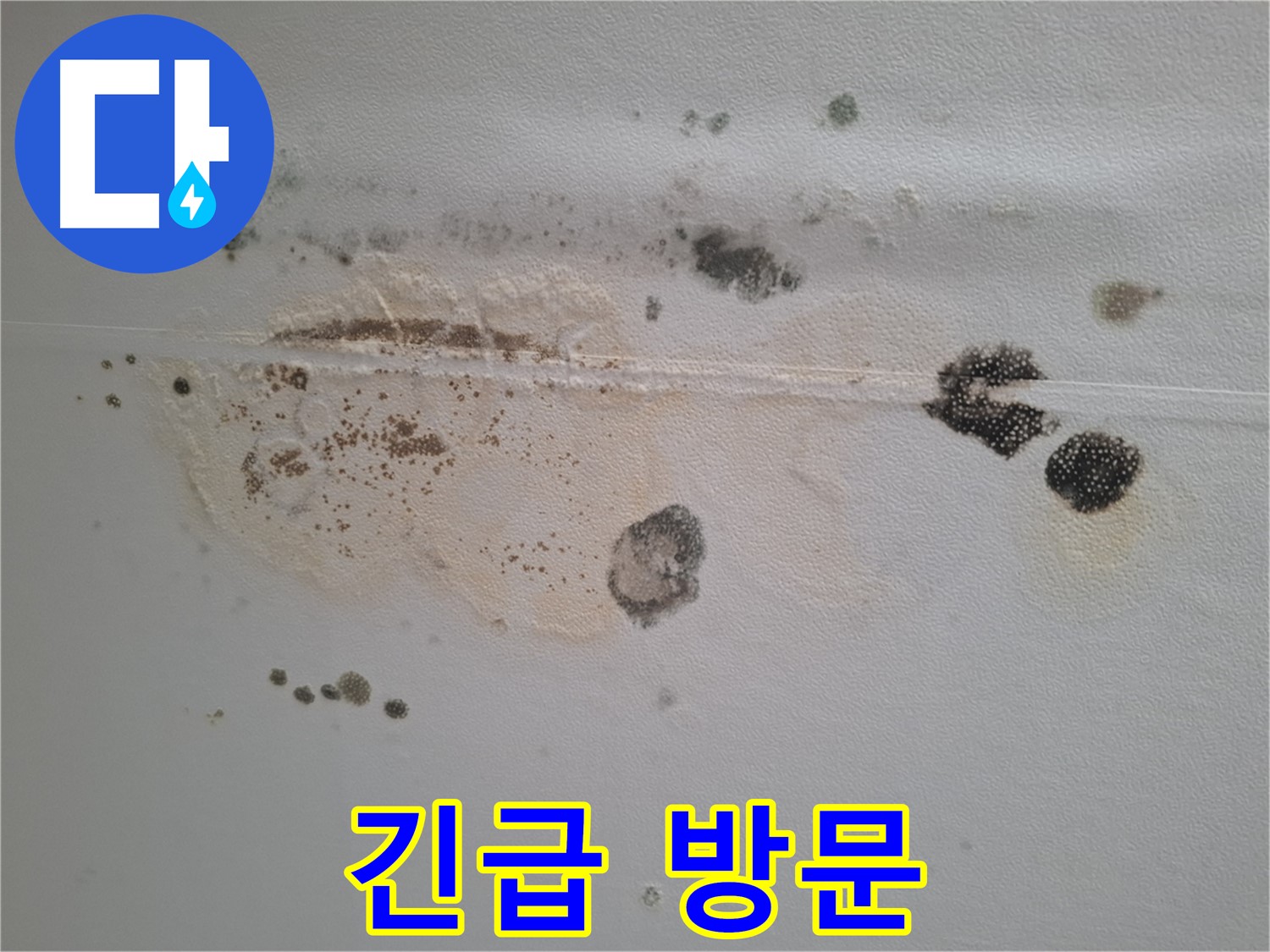 성남시 분당구 곰팡이 누수 - 삼평동 봇들마을, 긴급 방문 서비스 제공