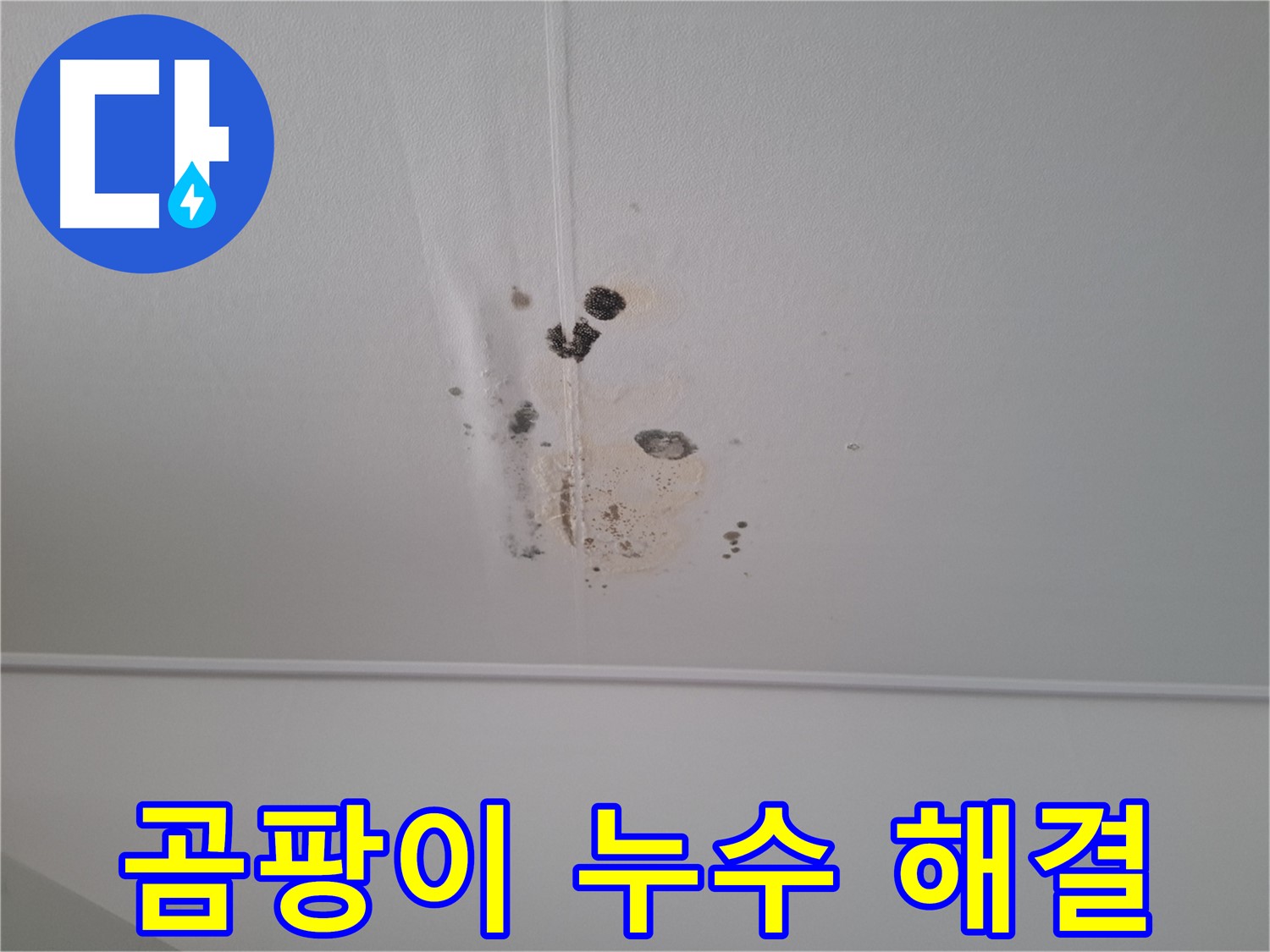 판교 삼평동 봇들마을2단지 아파트 - 곰팡이와 누수 문제를 동시에 해결하는 전문 업체입니다.