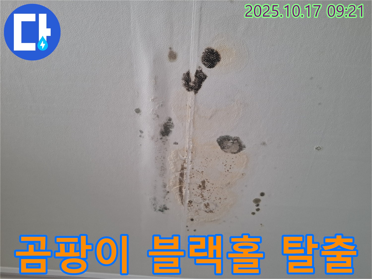 판교 아파트 누수 - 곰팡이 블랙홀 - 천장 누수 긴급 탈출 작전