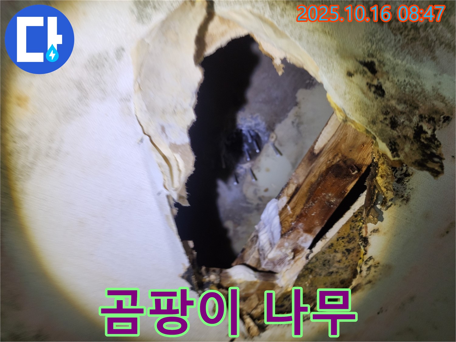 양주 남면 경신리 누수 - 천장 속 곰팡이와 부식된 나무 - 건물 안전에 비상, 긴급 점검 및 완벽 해결을 약속드립니다.