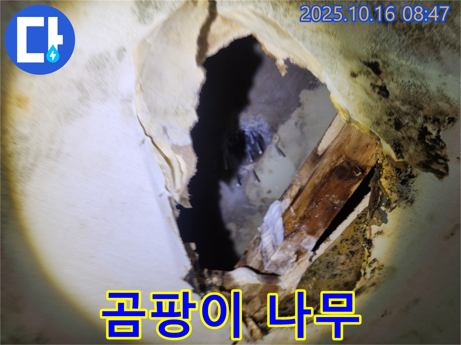 양주 누수 - 천장 속 곰팡이와 부식된 나무 - 건물 안전에 비상, 긴급 점검 및 보수를 진행합니다