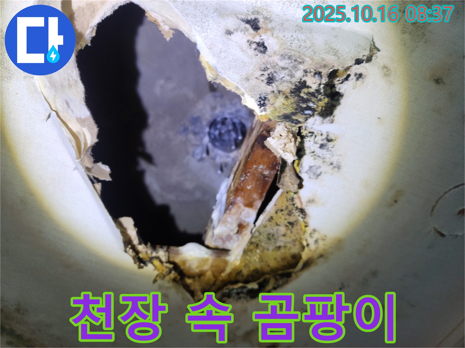 양주시 남면 경신리 주택 천장 속 - 곰팡이가 가득한 천장 속 모습입니다 - 누수와의 전쟁을 선포합니다.
