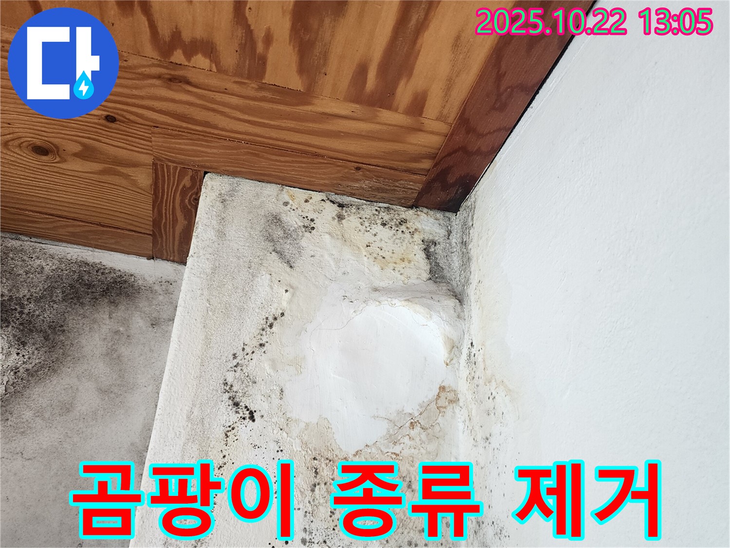 양주 누수탐지 전문 - 곰팡이 종류별 맞춤 제거 및 방지 시공