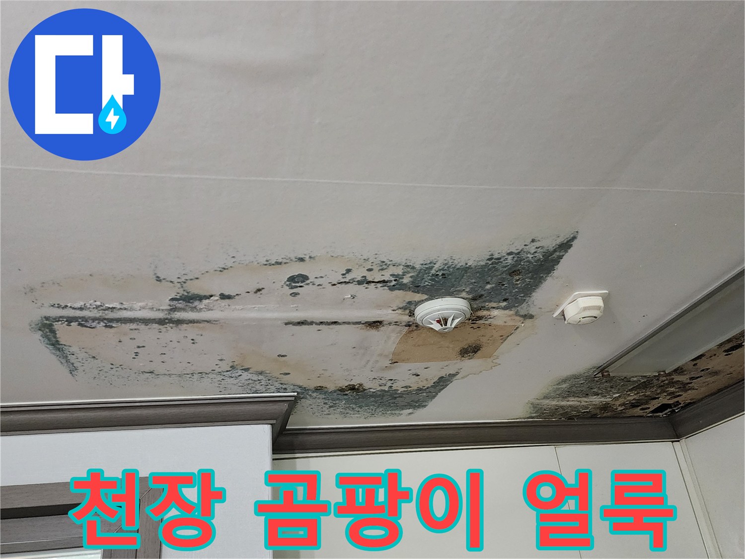 양주시 회천동 현장-천장 실크벽지에 발생한 검은 곰팡이와 물 번짐 흔적
