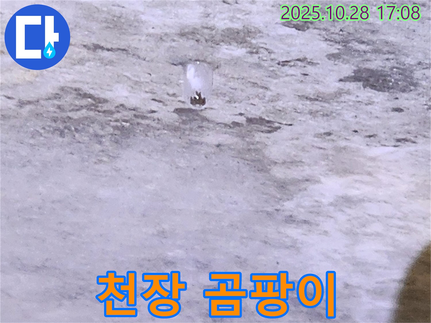 양주시 유양동 누수 - 천장 곰팡이 - 건강 위협, 긴급 해결