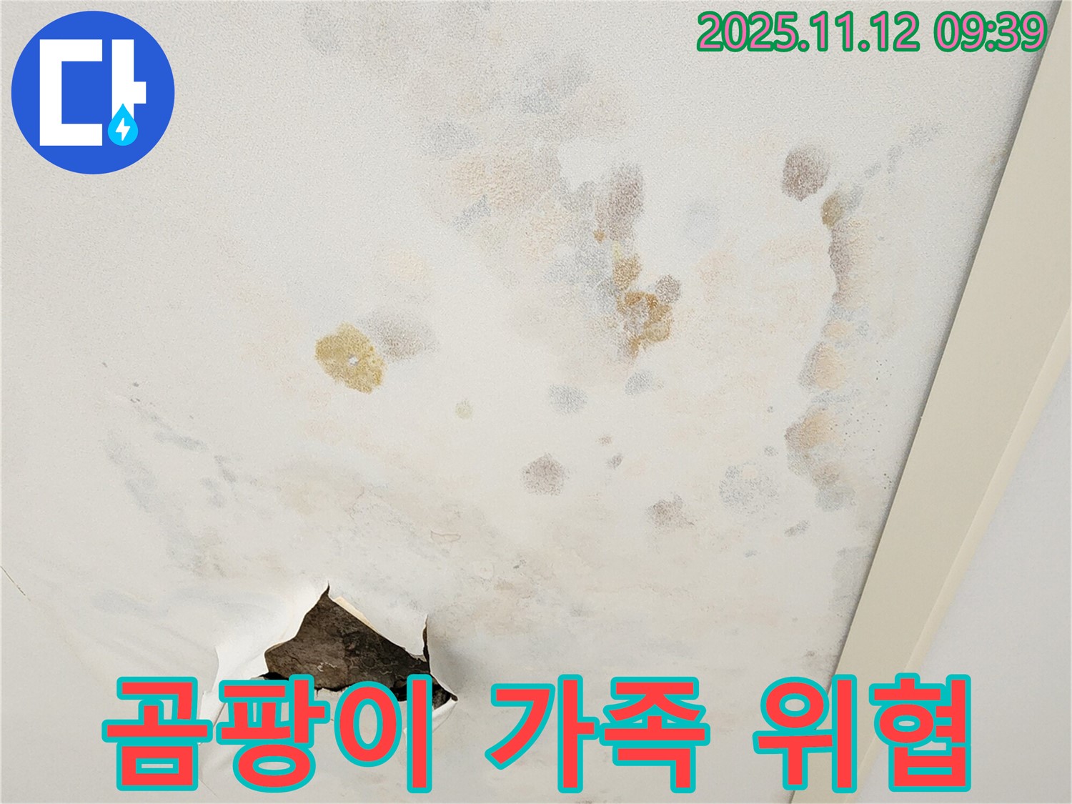 곰팡이 천장 - 가족 건강 위협 - 빠른 제거