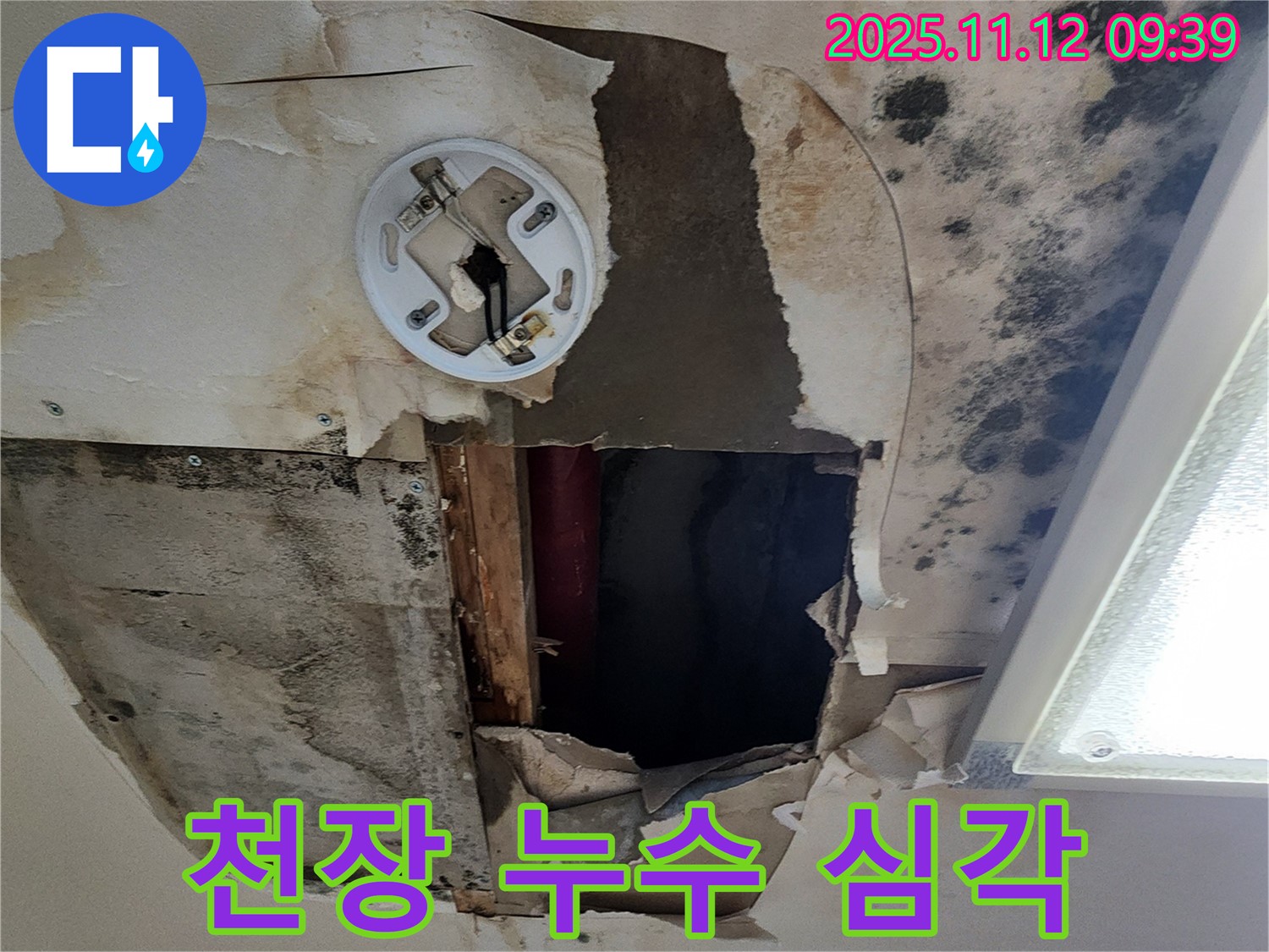 심각한 천장 누수 - 곰팡이 발생 및 석고보드 손상으로 인한 긴급 누수 점검 및 공사 필요