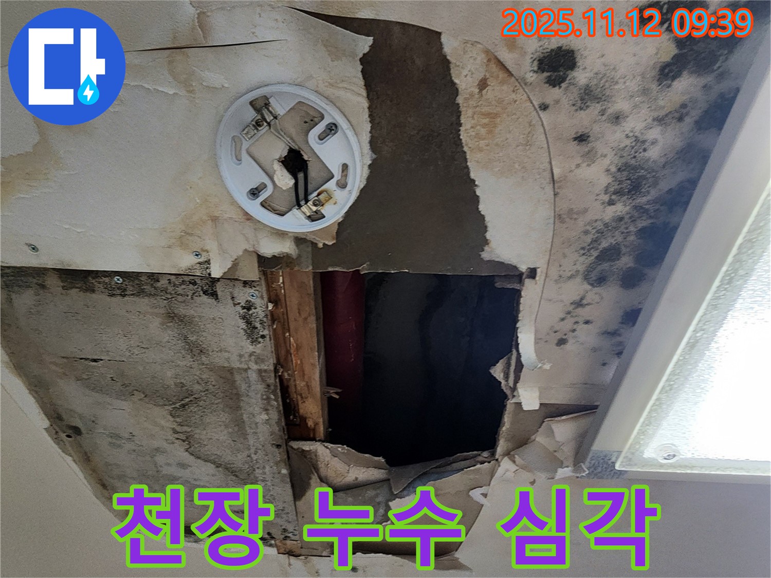 심각한 천장 누수 - 석고보드 붕괴 및 곰팡이 확산으로 인한 긴급 복구 필요