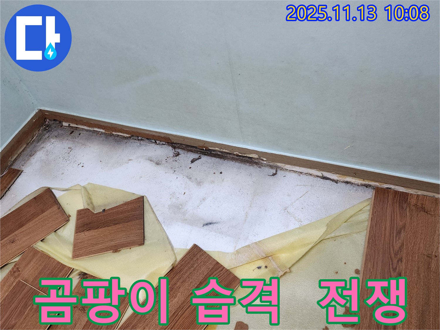 용정리 누수 - 장판 밑 곰팡이 습격 - 곰팡이와의 전쟁을 선포하고 해결하는 과정을 담았습니다.