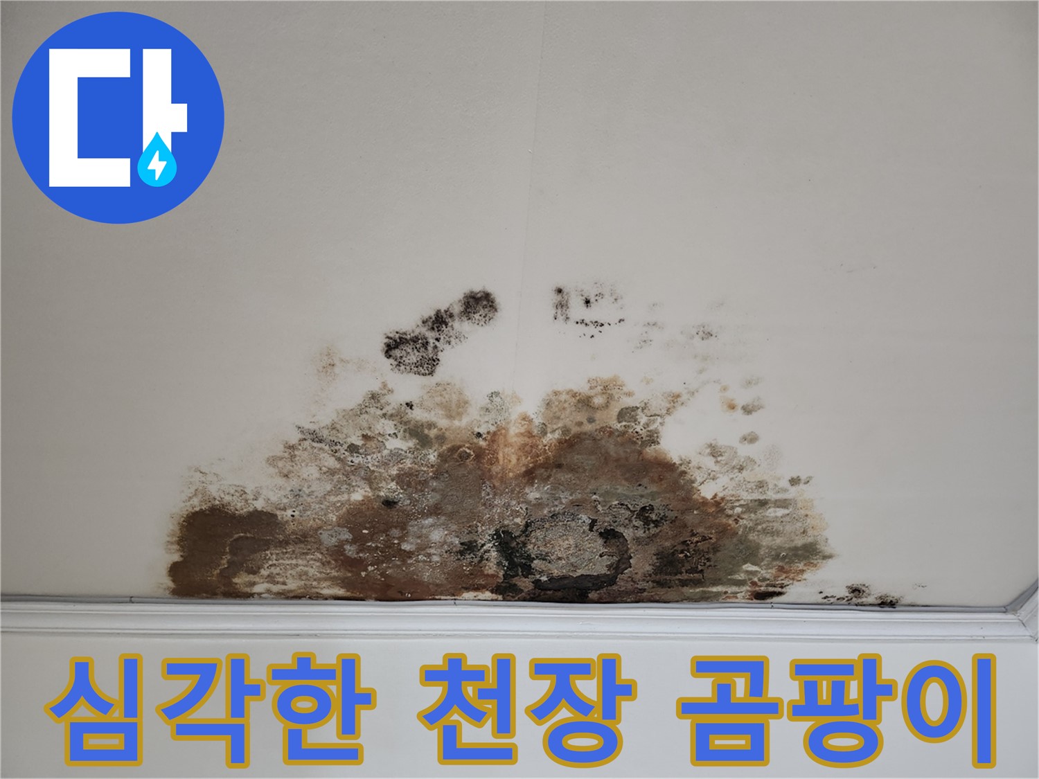 마포구 용강동 아파트 천장 누수로 인한 심각한 곰팡이 발생 - 긴급 누수 해결 과정