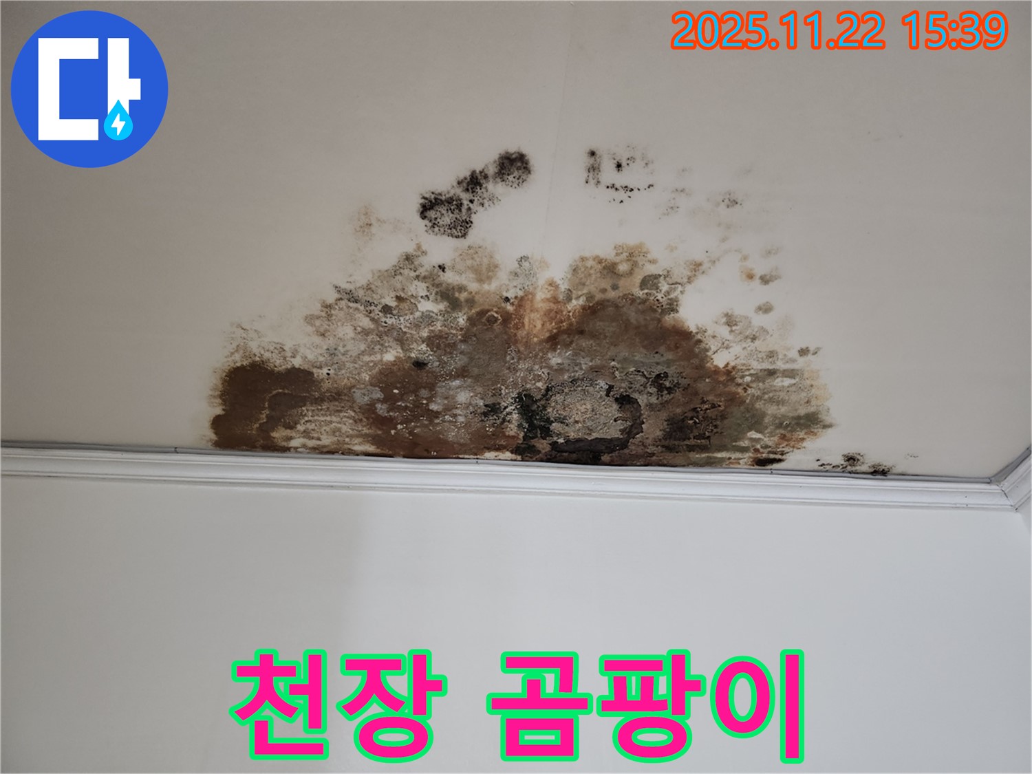 용강동 아파트 천장 곰팡이 - 누수 원인 제거 및 곰팡이 완벽 제거