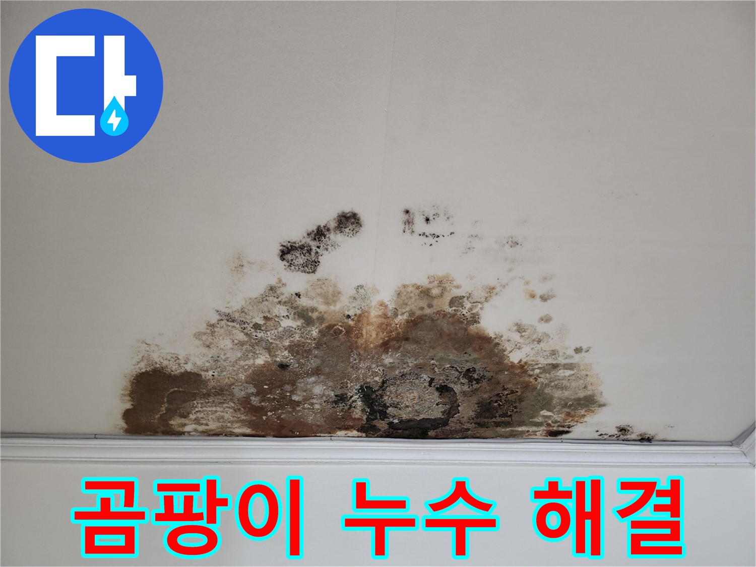 용강동 천장 곰팡이 누수 - 확실한 해결 곰팡이 완전 제거