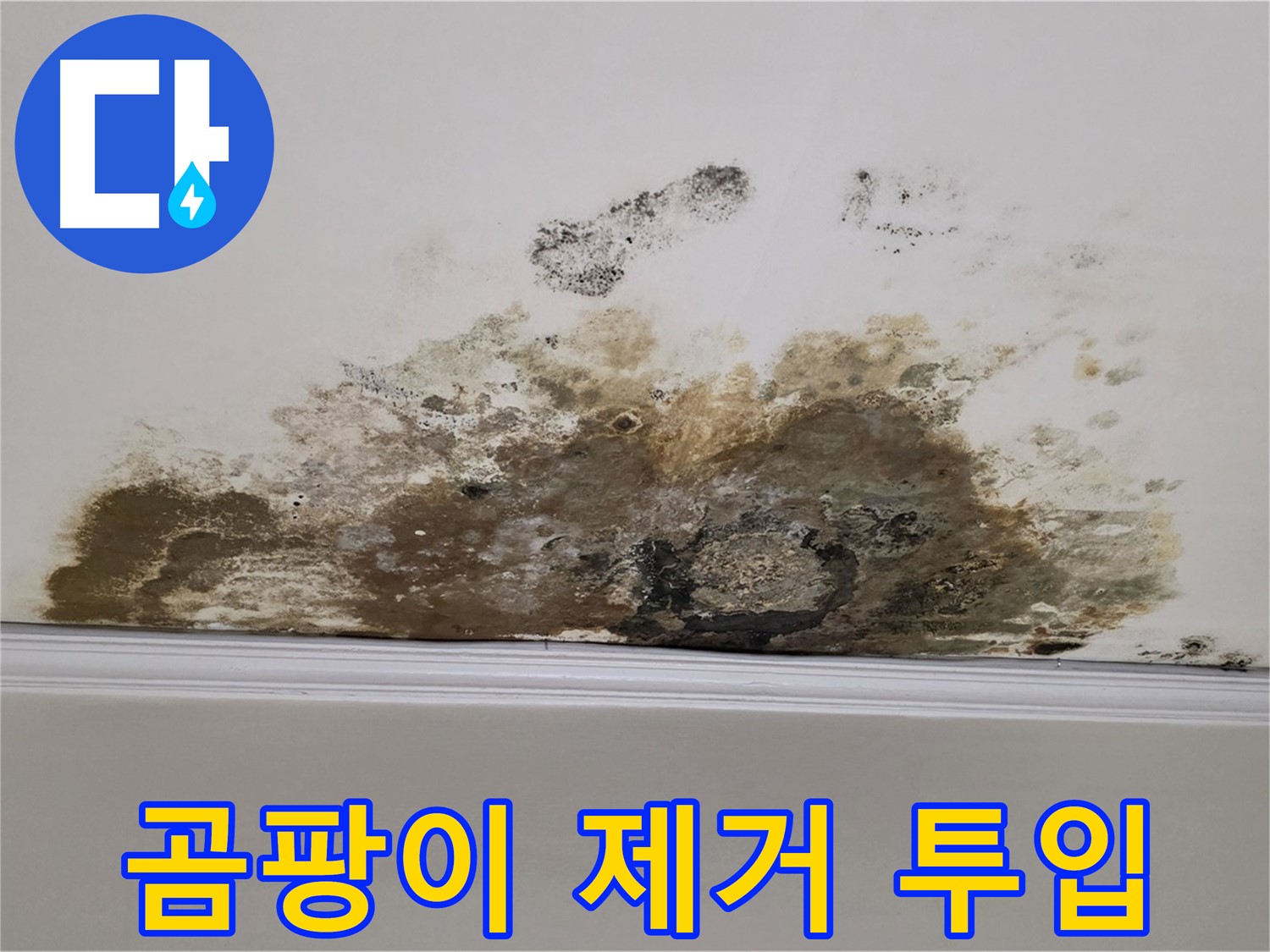 용강동 현대홈타운 아파트 누수 - 곰팡이로 뒤덮인 천장 - 곰팡이 제거 긴급 투입