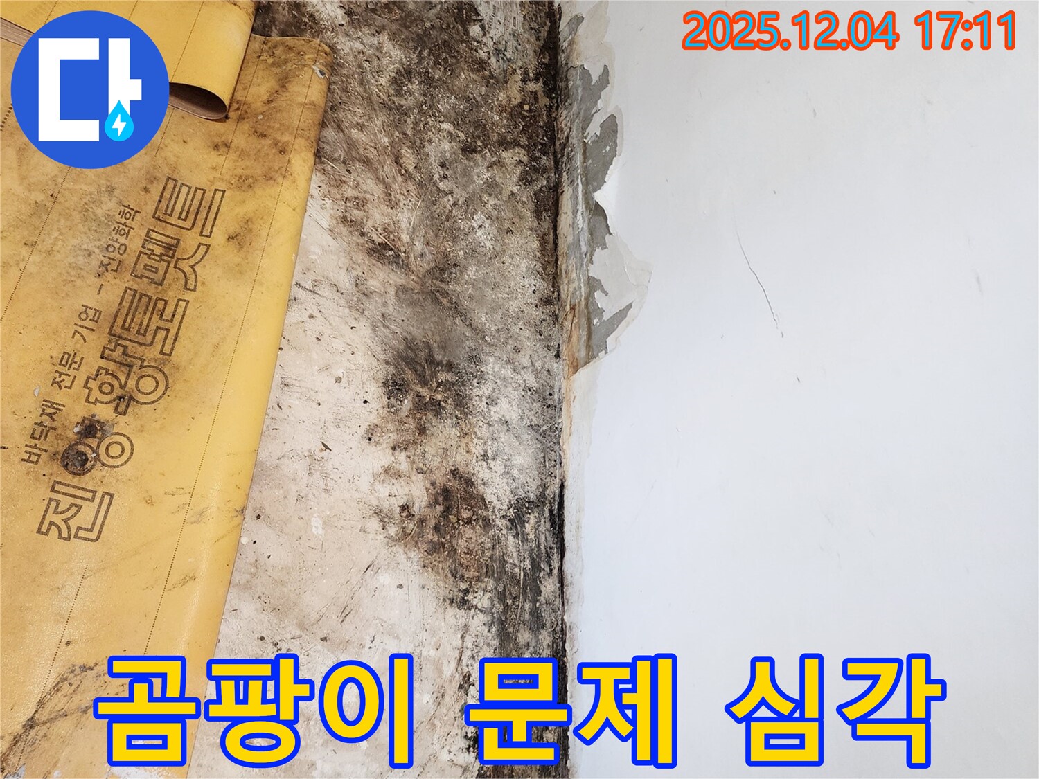포천시 일동면 화대리 503번지 누수 - 곰팡이 제거 전 곰팡이 문제의 심각성