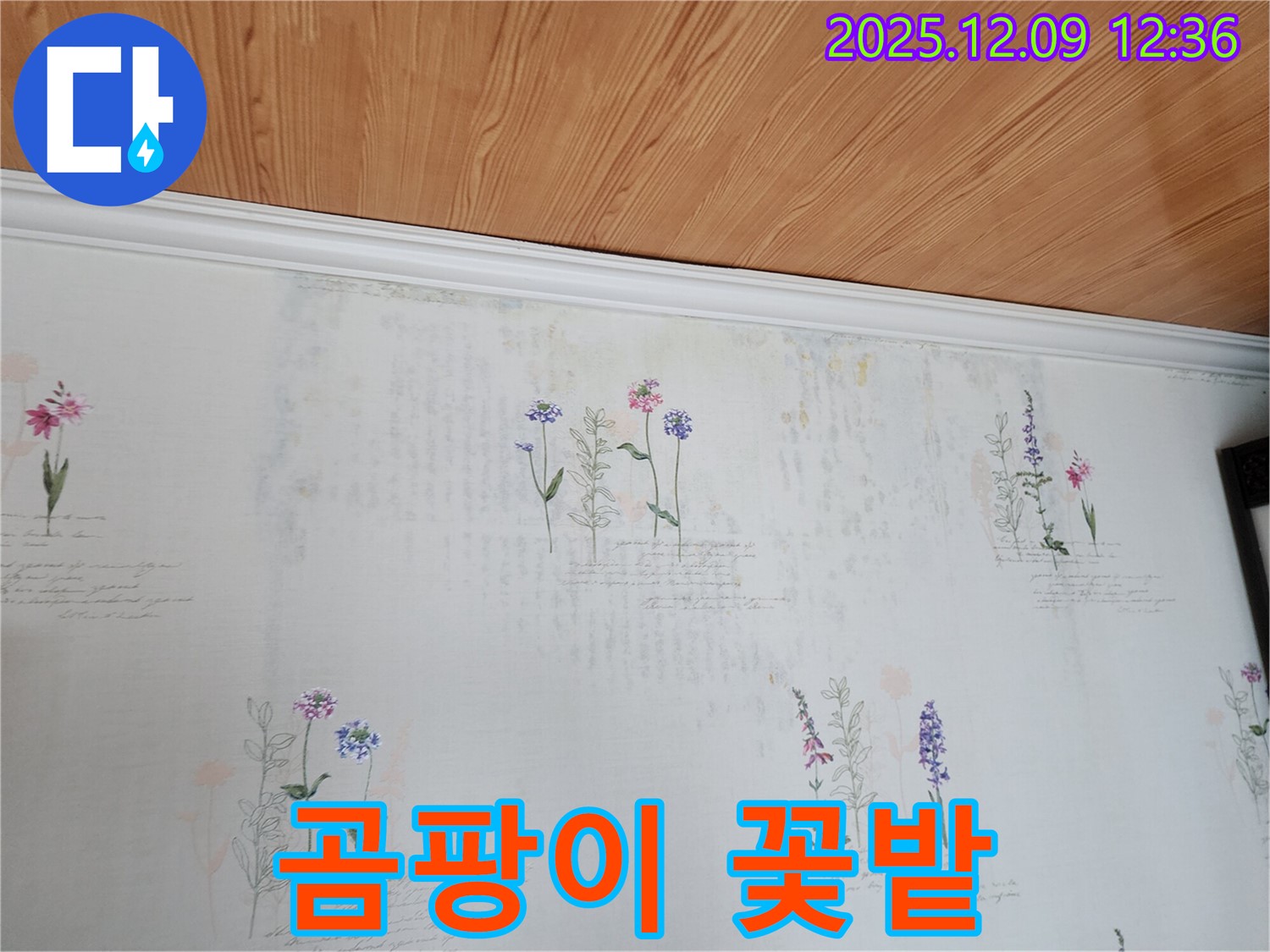 성동리 누수 문제 - 벽지 속 곰팡이 꽃밭 습격 문제를 해결하고 쾌적한 공간을 되찾아 드리는 누수 공사