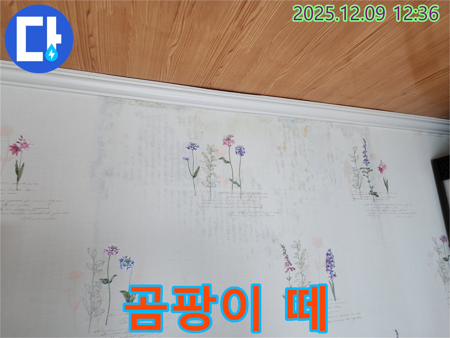 영중면 성동리 누수 문제 - 벽지 속 곰팡이 떼가 건강을 갉아먹는 침묵의 살인자처럼 나타난 누수 현장, 해결이 시급합니다.