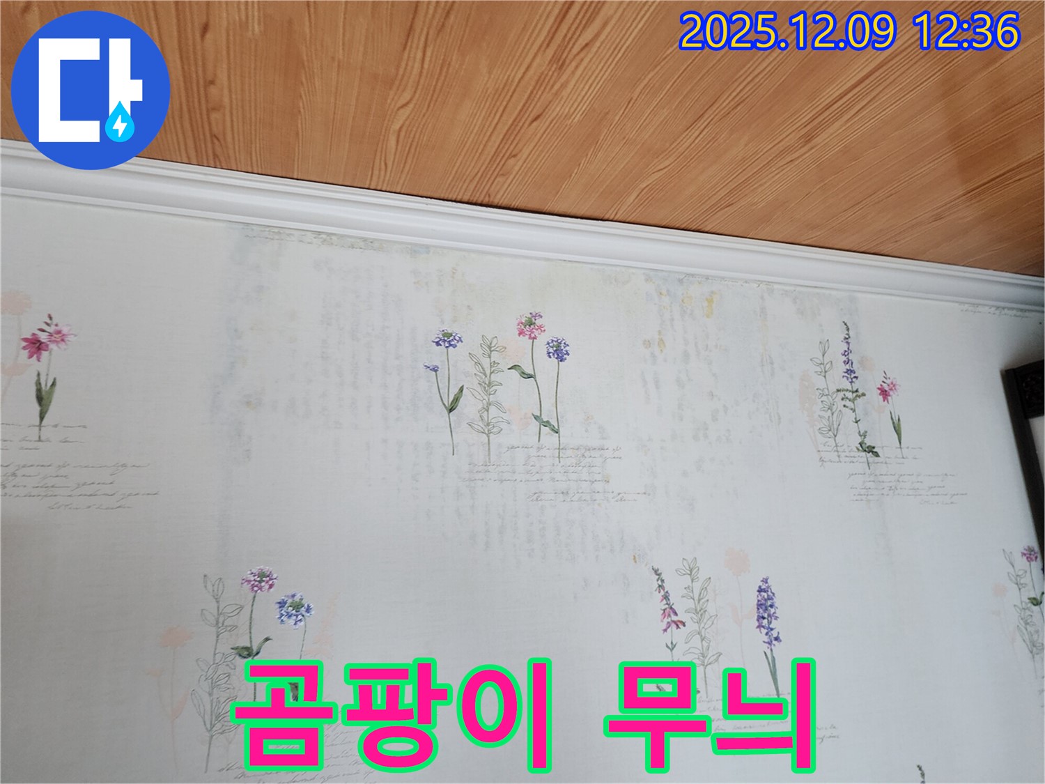 포천시 영중면 성동리 누수 - 벽지 속 곰팡이 무늬가 건강을 좀먹는 숨겨진 그림자처럼 드리워진 누수 현장