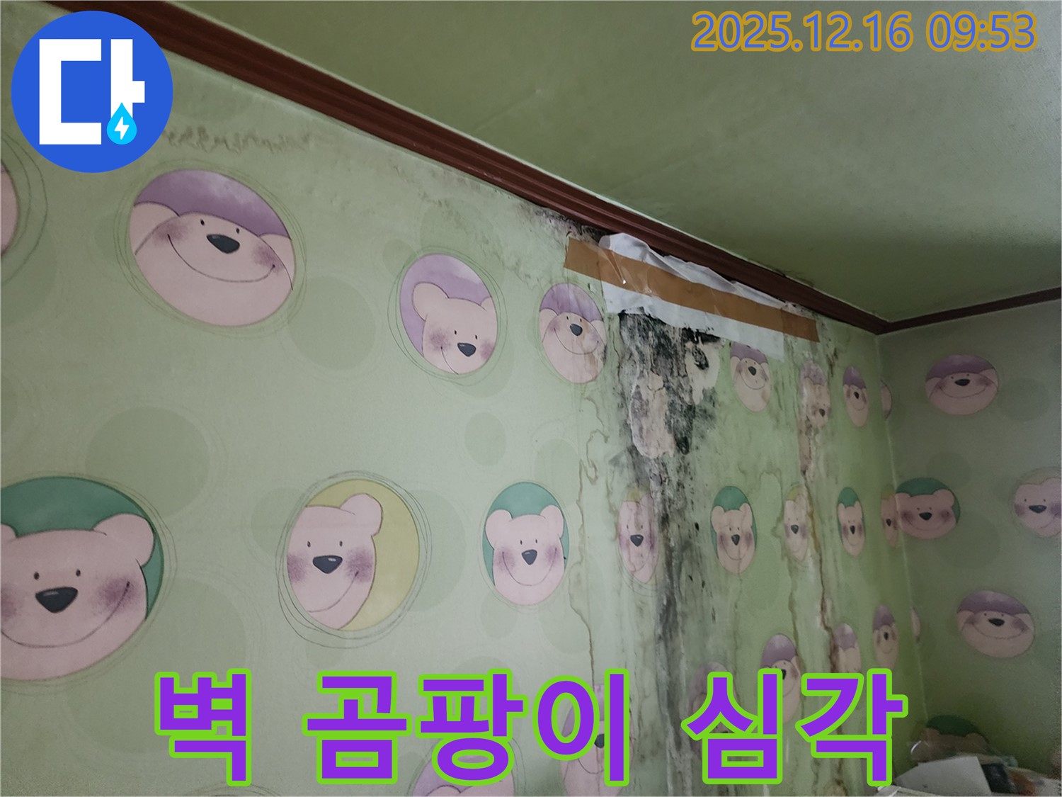벽 전체에 곰팡이가 심각하게 번식한 모습입니다 - 빠른 곰팡이 제거와 누수 원인 파악이 필요합니다.