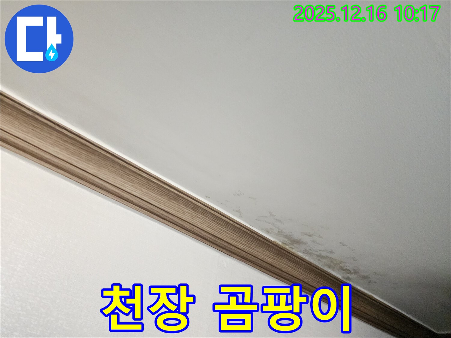 포천시 영북면 운천리 천장 곰팡이 - 누수 문제로 인한 곰팡이 발생 및 점검 과정