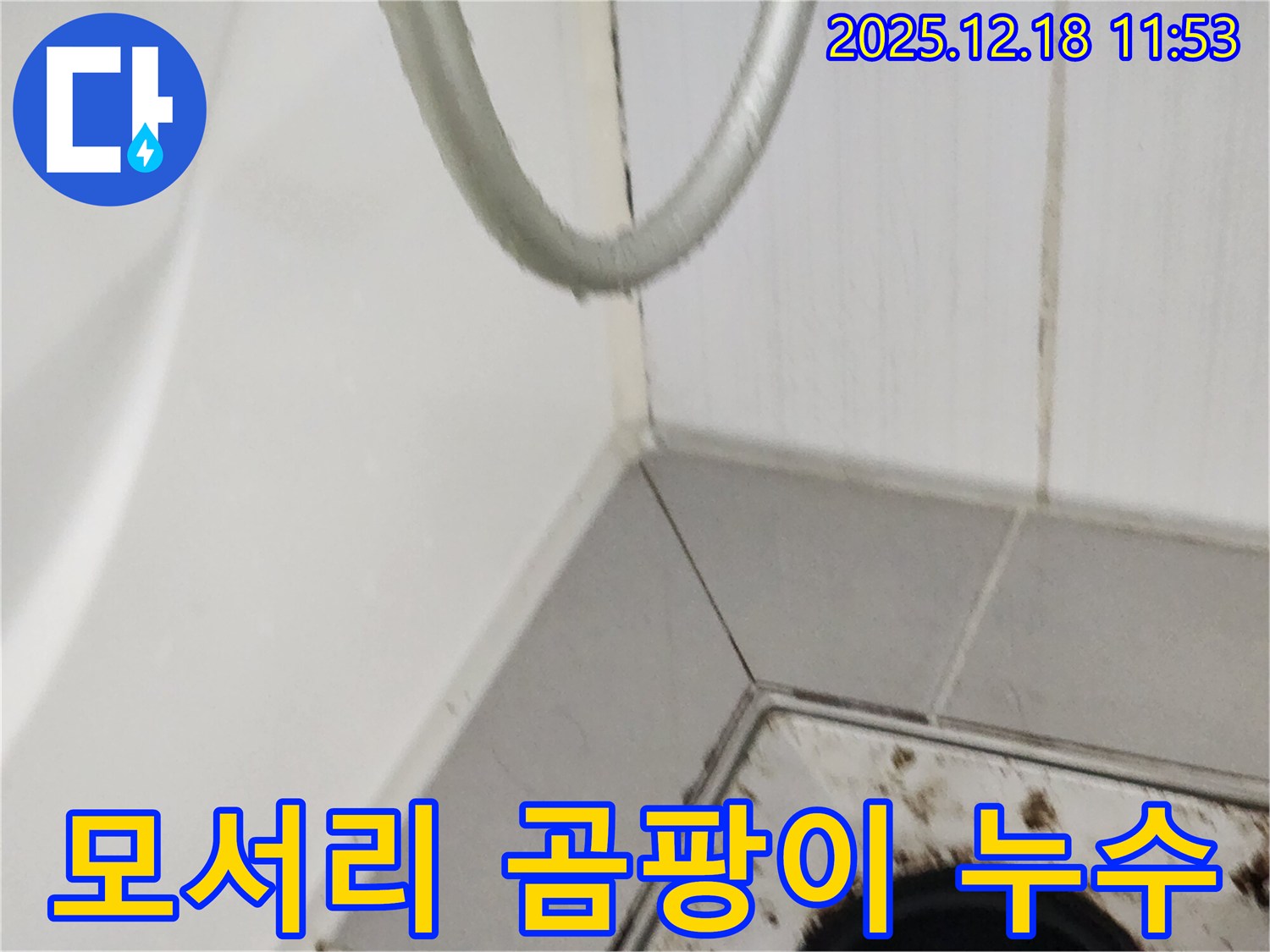 포천시 영북면 가채리 욕실 모서리 곰팡이 - 실리콘 손상으로 인한 누수 가능성을 보여줍니다.