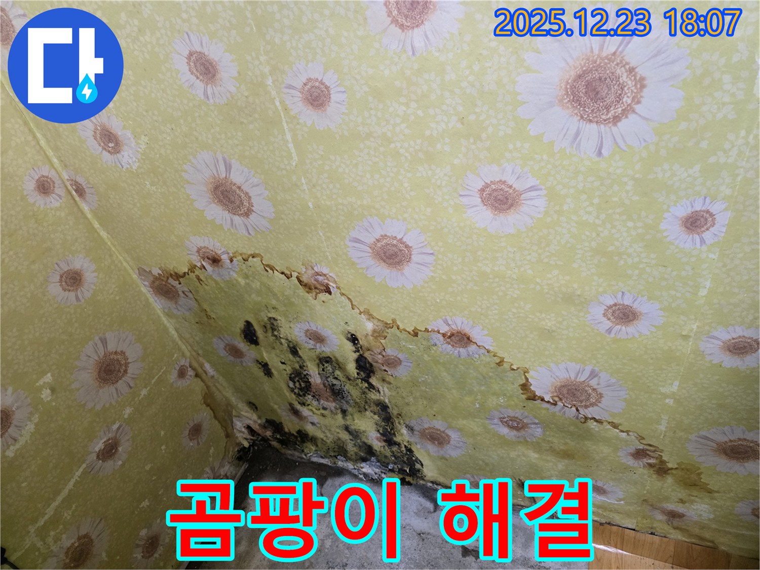동두천 생연동 벽 누수 곰팡이 해결 - 완벽한 시공으로 곰팡이 걱정 없는 쾌적한 공간 완성!