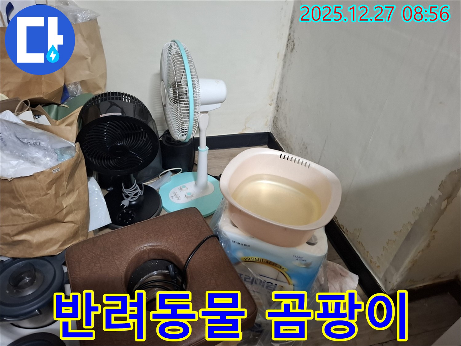 삼전동 누수 현장 - 곰팡이 - 반려동물에게도 해로울까요? - 안전한 곰팡이 제거 중요.