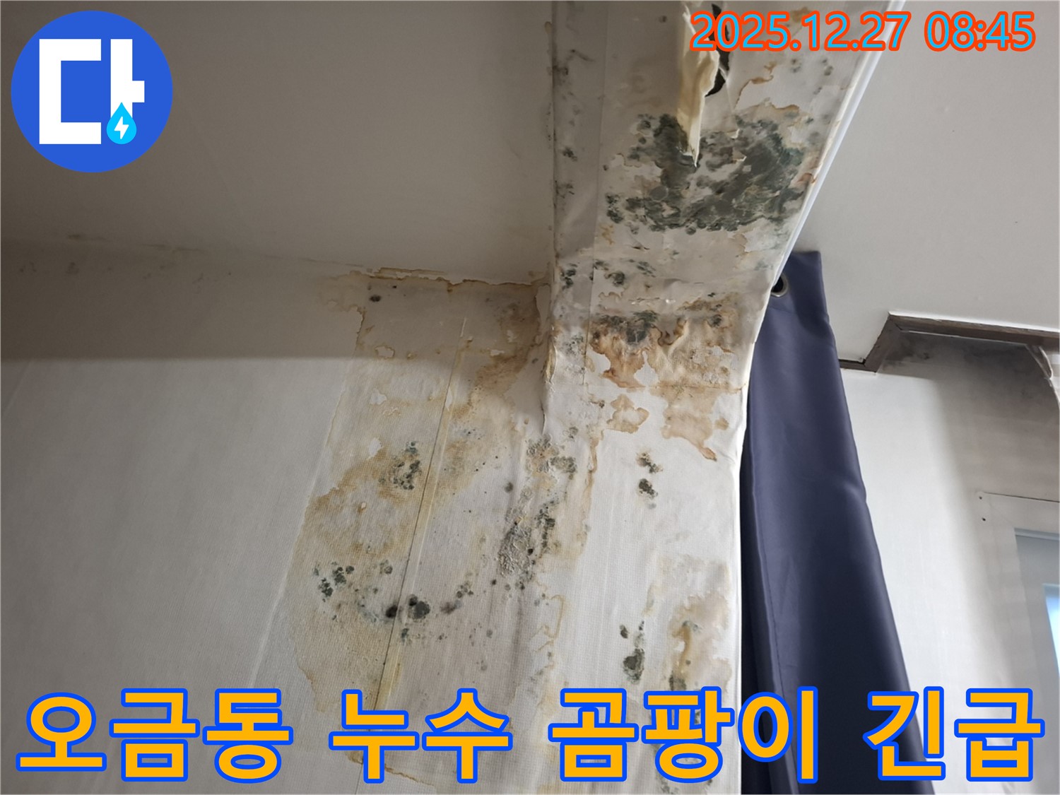 오금동 누수 현장 - 심각한 벽 곰팡이 긴급 해결, 누수탐지 전문가의 빠른 대처