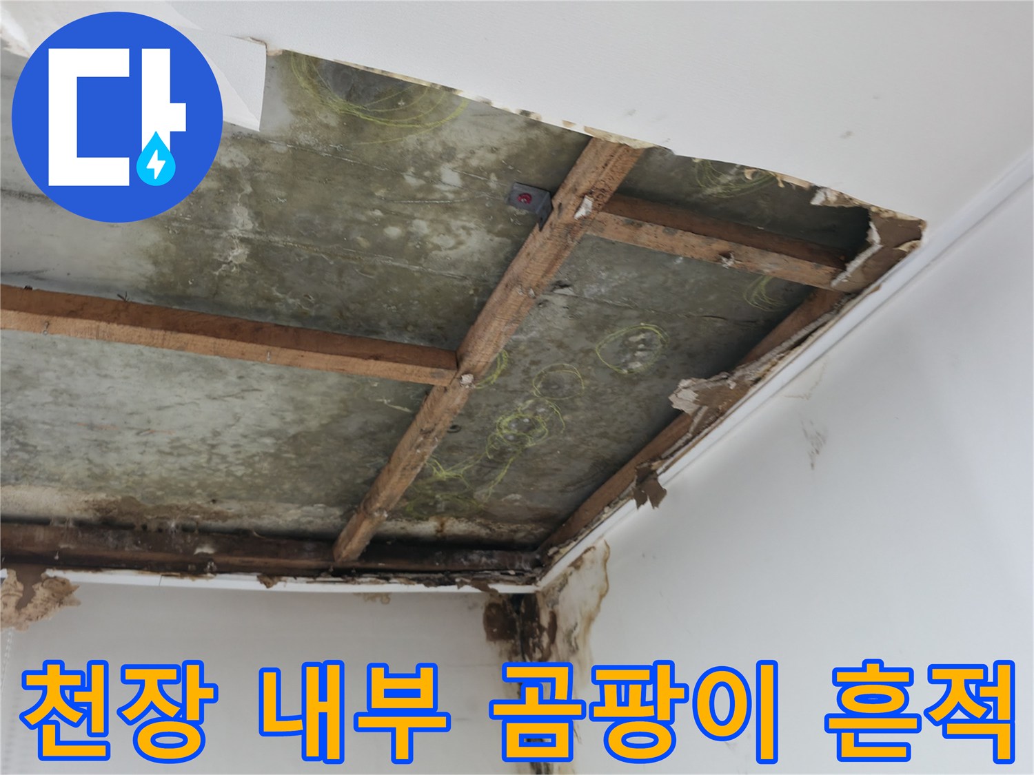 천장 마감재를 제거한 후 드러난 내부 곰팡이와 습기 상태