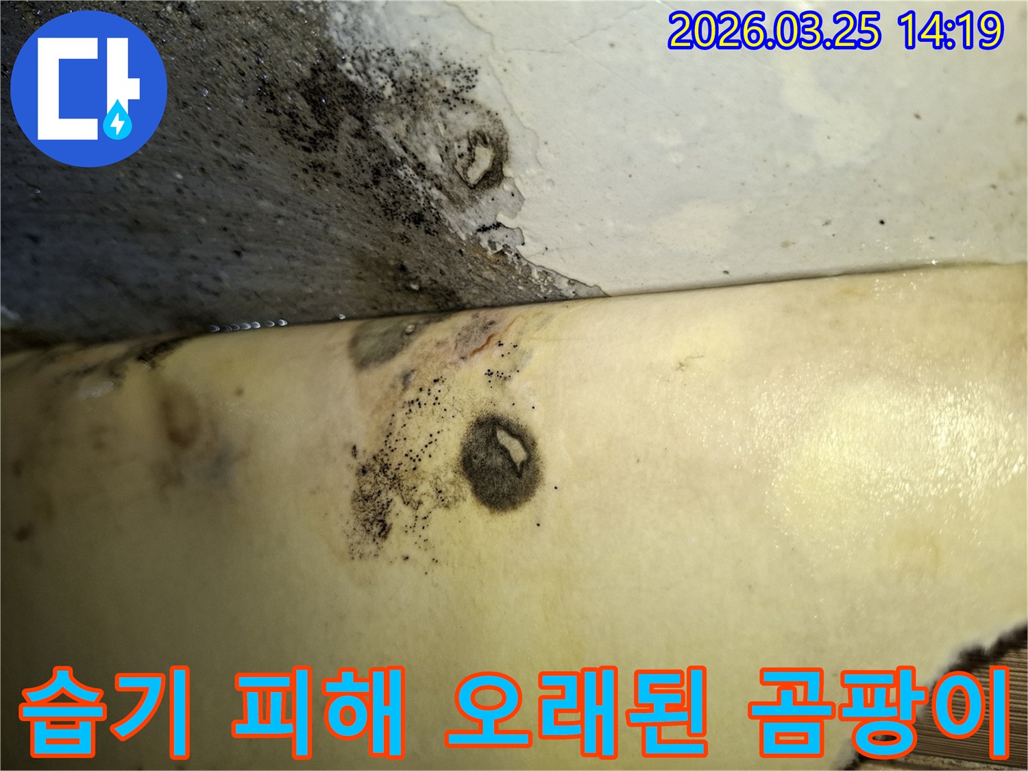 습기로 인해 손상된 벽면과 곰팡이가 광범위하게 퍼진 현장을 담은 이미지입니다.