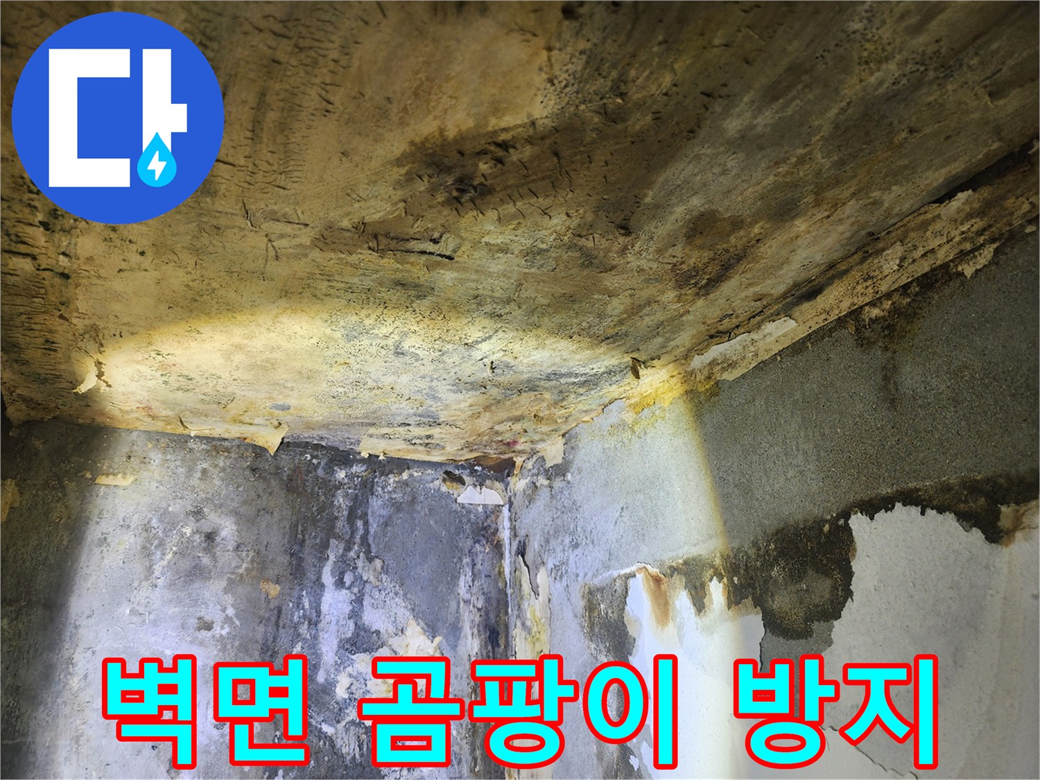 누수로 인해-벽면 전체에 심각하게 번진-곰팡이와 벽지 손상 현장