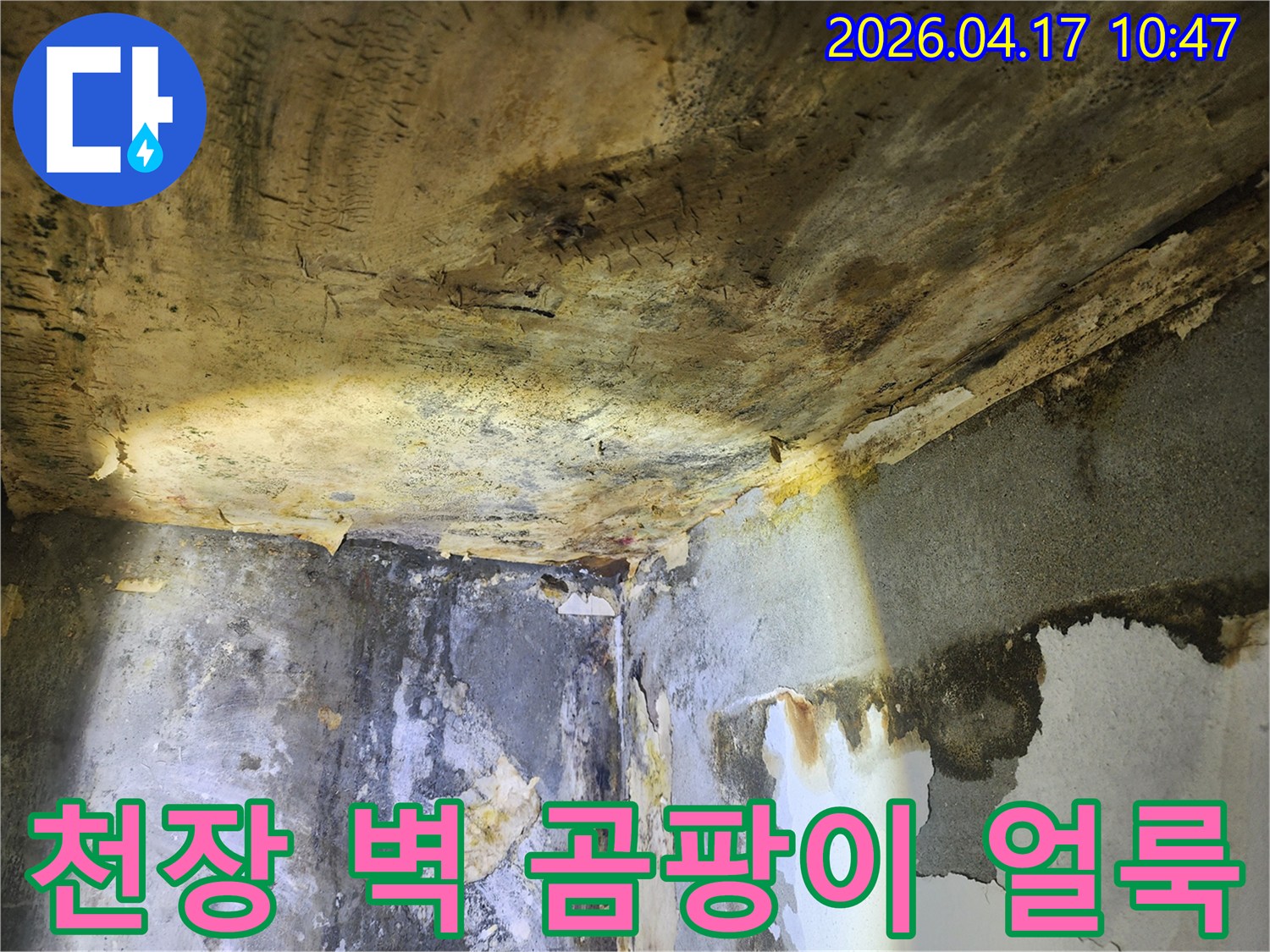 누수로 인해-천장과 벽에 발생한-심각한 곰팡이 얼룩과-벽지 손상 현장