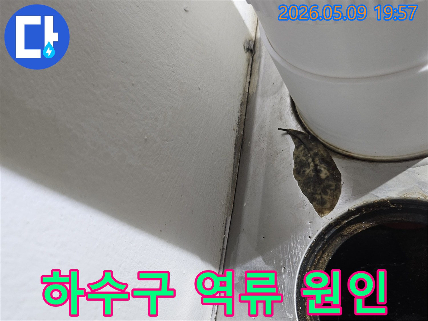 배수구에 쌓인-잎사귀와-주변의 오염은-하수구 역류나-배수 불량의-직접적인 원인입니다.