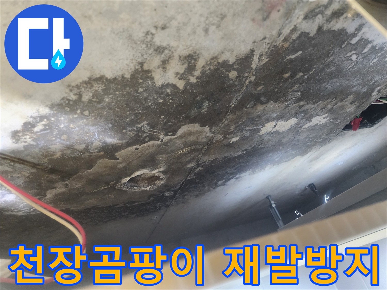 아랫집 천장에 심하게 번진 곰팡이와 누수-얼룩-이는 윗집으로부터의 물샘으로 인한 피해를 명확히 보여주는 현장 사진입니다.