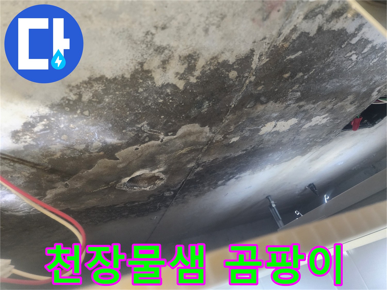 아랫집 천장에 심하게 번진 곰팡이와 누수-얼룩-이는 윗집으로부터의 물샘으로 인한 피해를 명확히 보여주는 현장 사진입니다.
