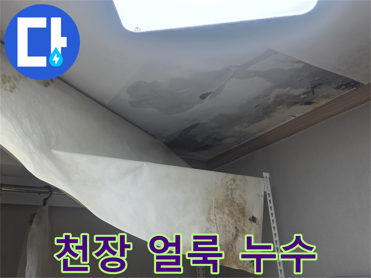 천장 벽지에 물이 새서-얼룩이 지고-곰팡이가 번식한-누수 현장입니다